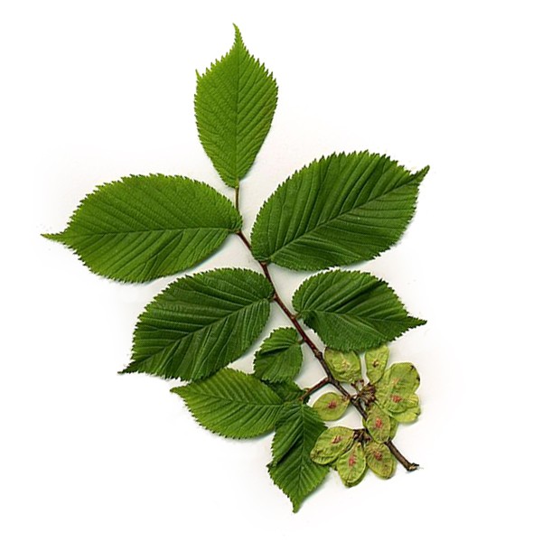 Брест (Ulmus campestris)