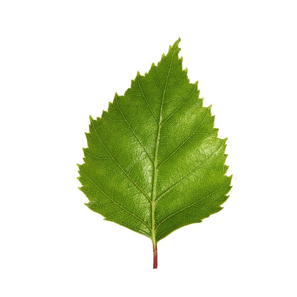 Бреза (Betula alba)
