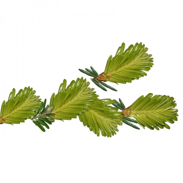 Бор (Pinus nigra)