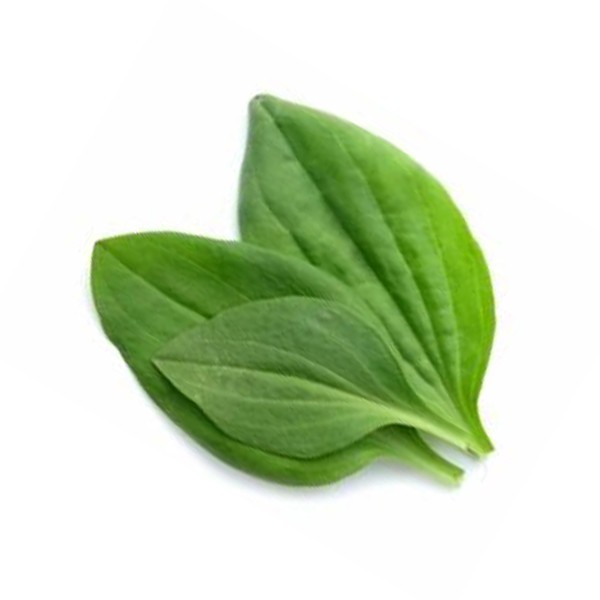 Боквица (Plantago major)