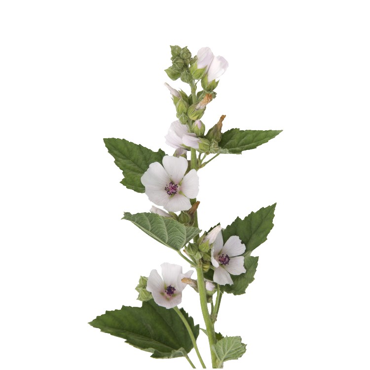 Бели слез (Althaea officinalis)