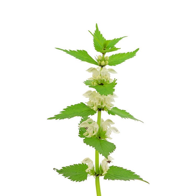 Бела мртва коприва (Lamium album)