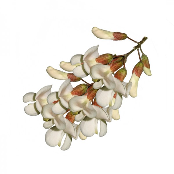 Багрем (Robinia pseudoacacia)