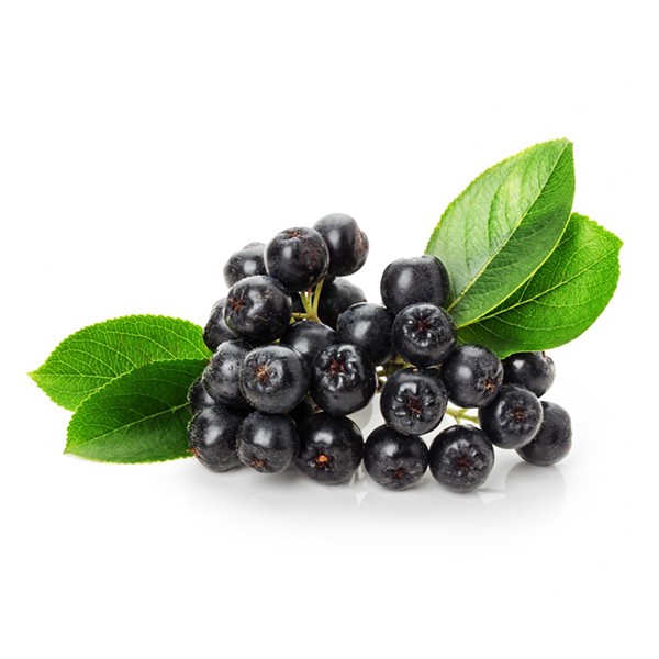 Аронија (Aronia melanocarpa)