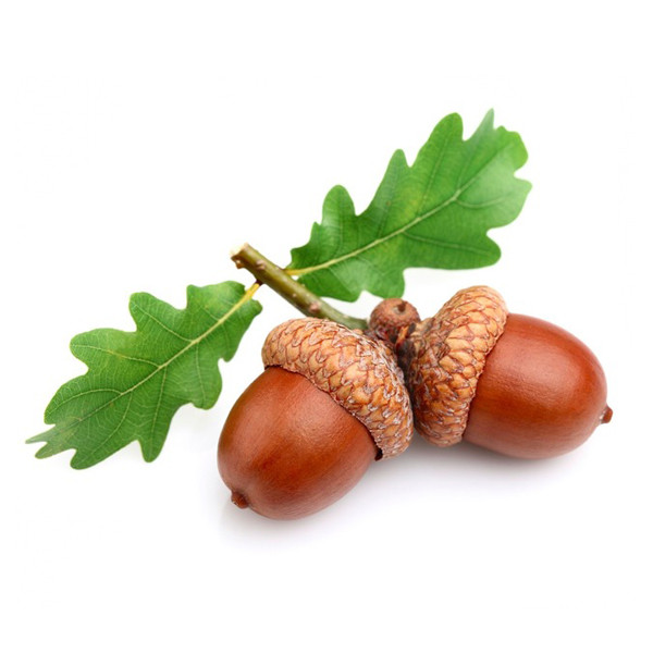 Храст (Quercus robur)