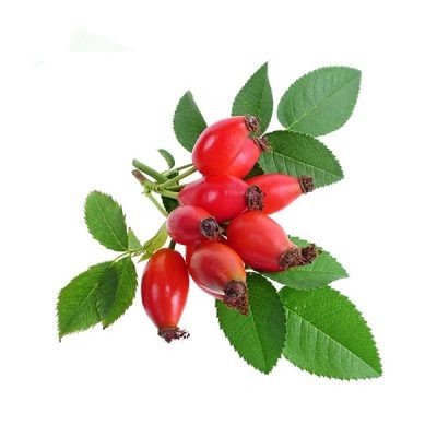 Шипурак (Rosa canina)