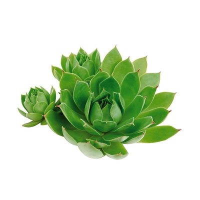 Чуваркућа (Sempervivum tectorum)