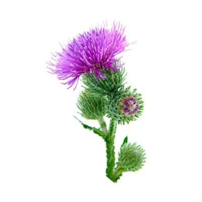 Чичак (Arctium lappa)