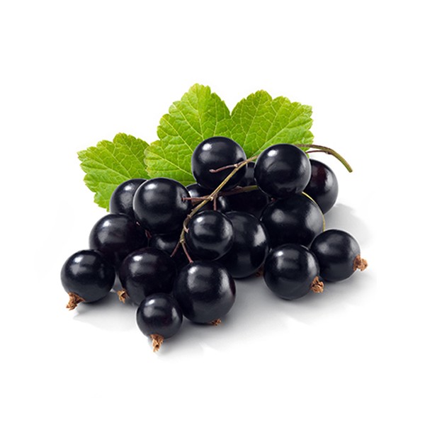 Црна рибизла (Ribes nigrum)