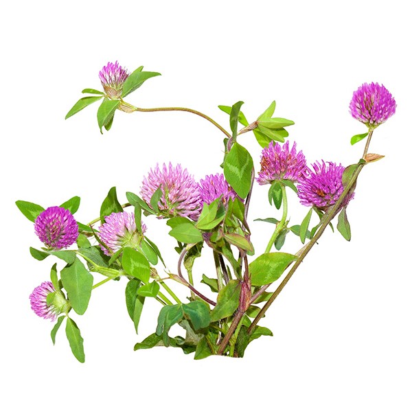 Црвена детелина (Trifolium pratense)