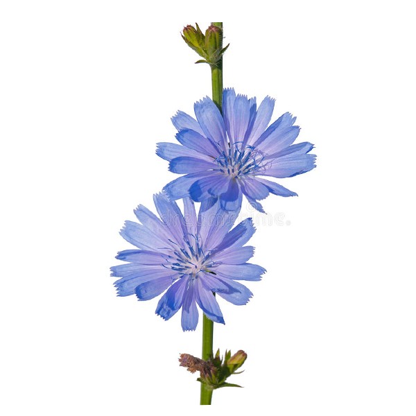 Цикорија (Cichorium intybus)