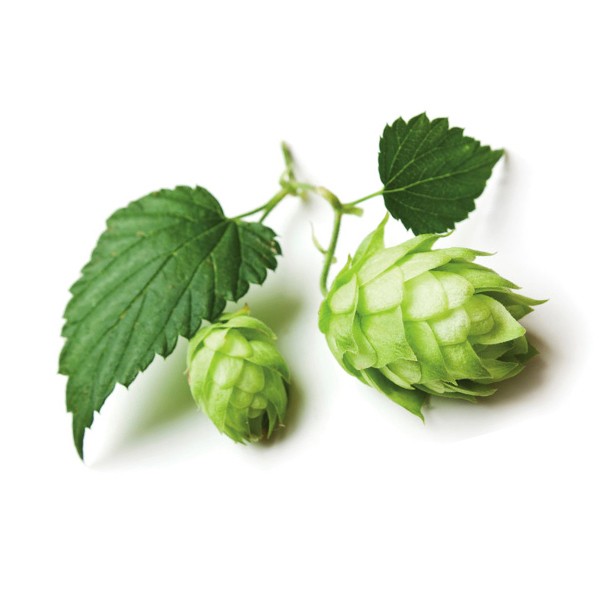 Хмељ (Humulus lupulus)
