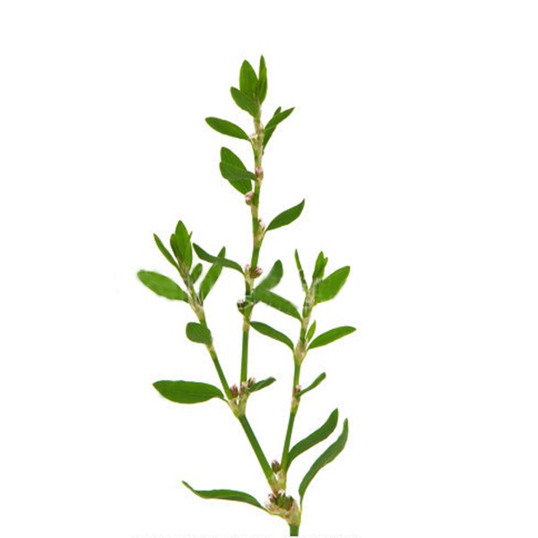 Троскот (Polygonum aviculare)