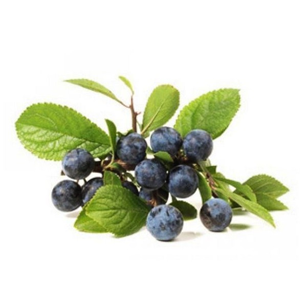 Трњина (Prunus spinosa)