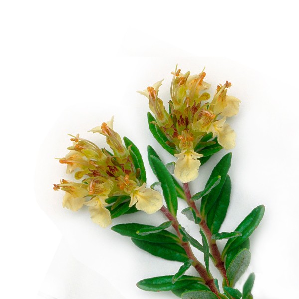 Трава ива (Teucrium montanum)