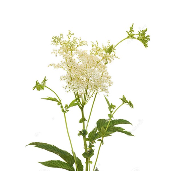 Суручица (Filipendula ulmaria)