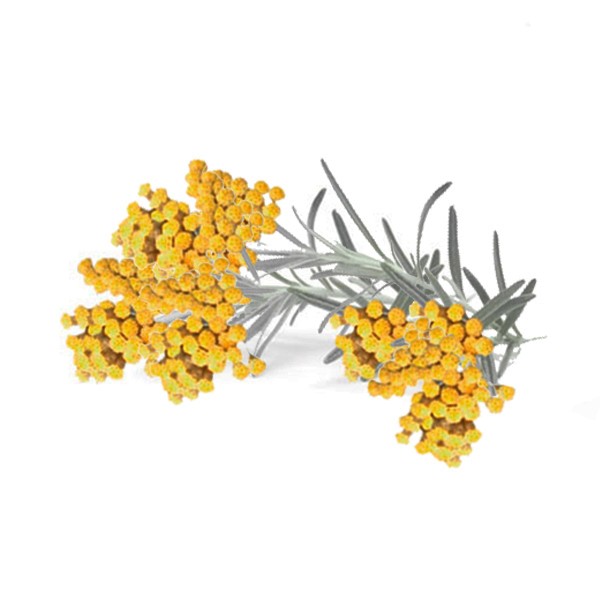 Смиље (Helichrysum arenarium)