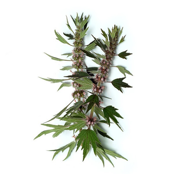 Срдачица (Leonurus cardiaca)