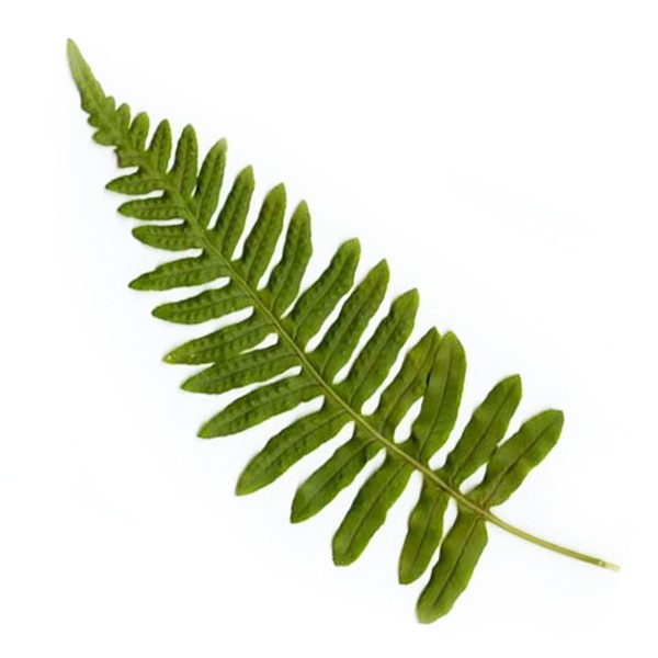Слатка папрат (Polypodium vulgare)