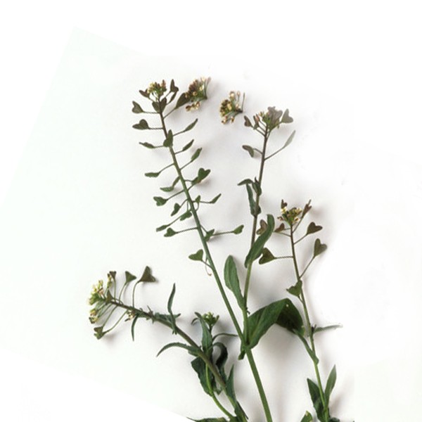 Русомача (Capsella bursa pastoris)
