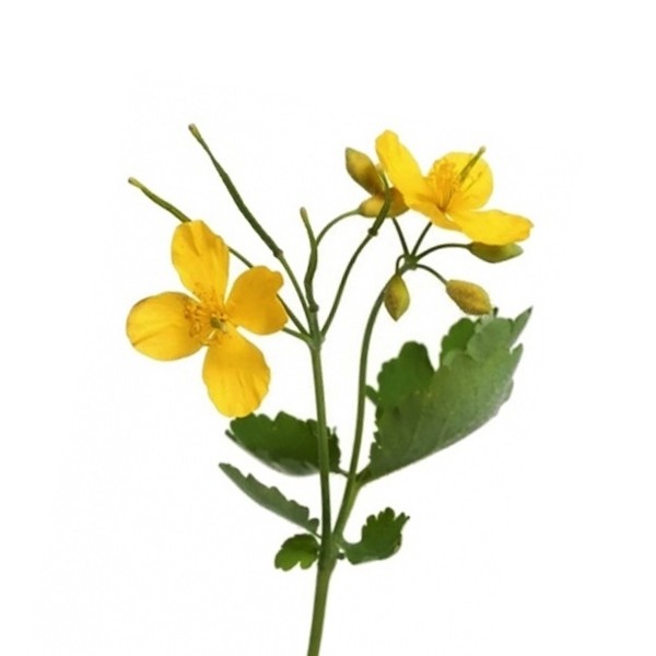 Руса (Chelidonium majus)