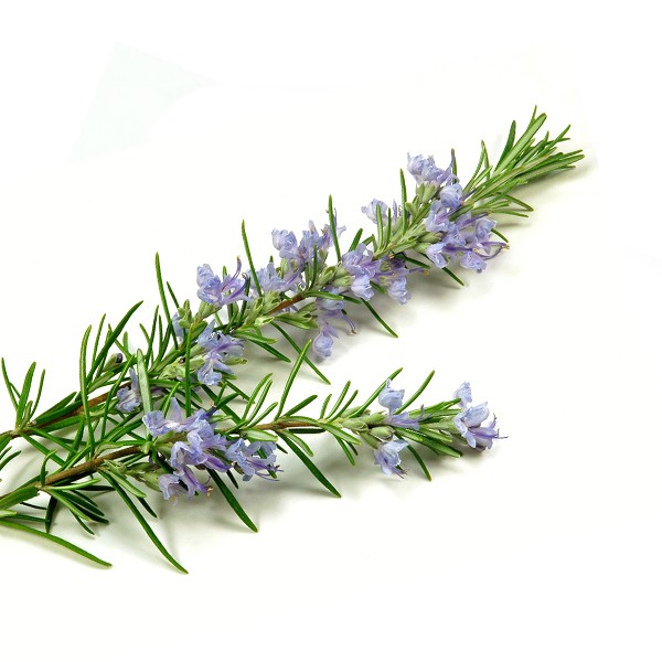 Рузмарин (Rosmarinus officinalis)