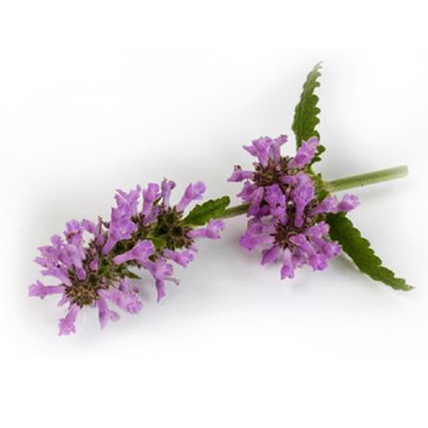 Ранилист (Betonica officinalis)