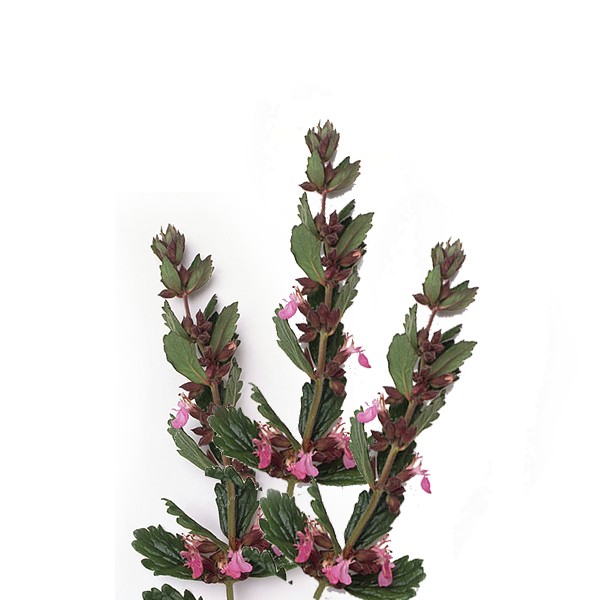 Подубица (Teucrium chamaedrys)