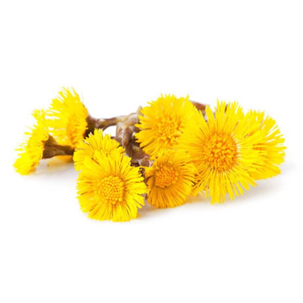 Подбел (Tussilago farfara)