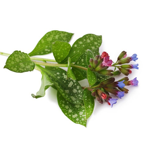 Плућњак (Pulmonaria officinalis)