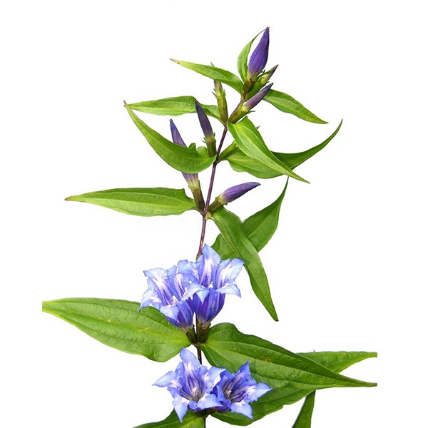 Плава линцура (Gentiana asclepiadea)