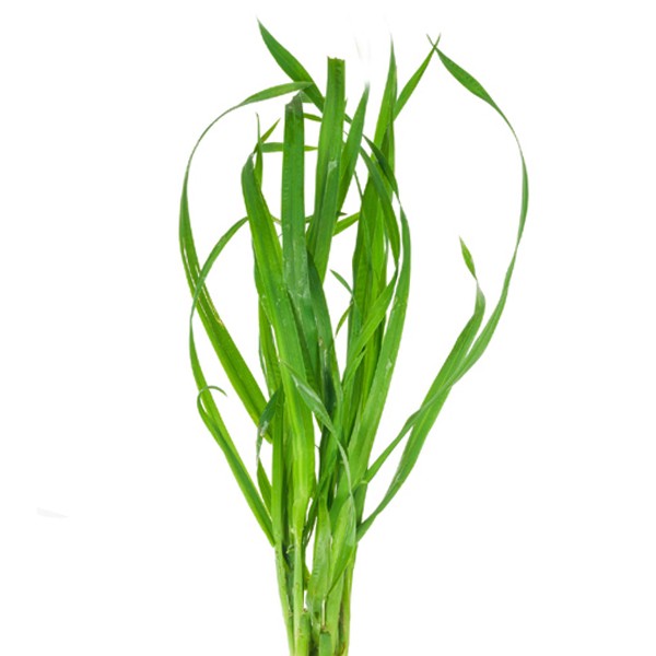 Пиревина (Triticum repens)