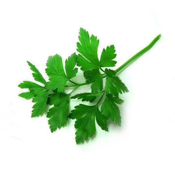 Першун (Petroselinum vulgare)