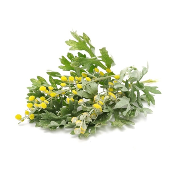 Пелин (Artemisia absinthium)