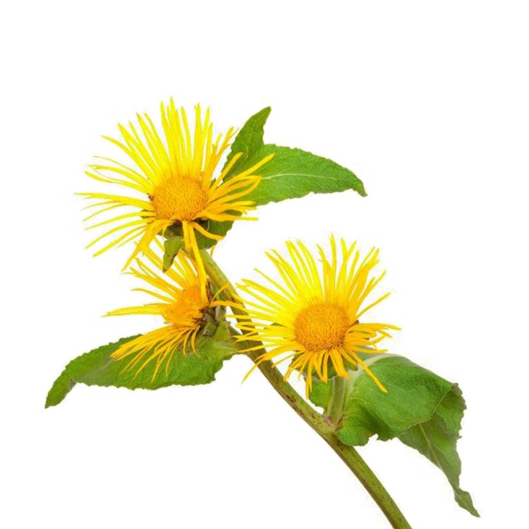 Оман (Inula helenium)