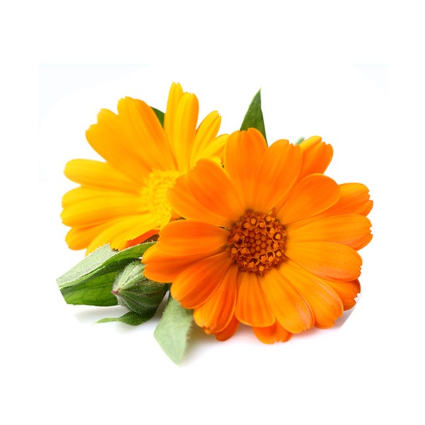 Невен (Calendula officinalis)