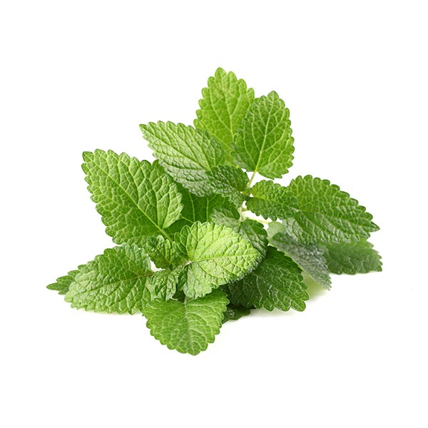 Матичњак (Melissa officinalis)