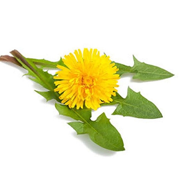 Маслачак (Taraxacum officinale)