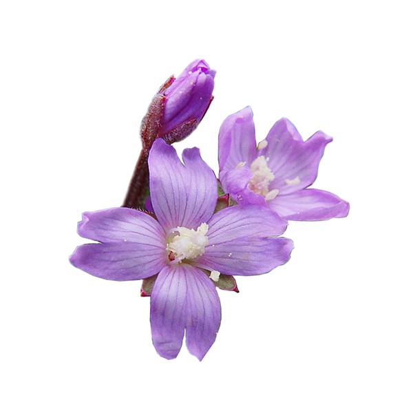 Мала ситноцветна млечика (Epilobium parviflorum)