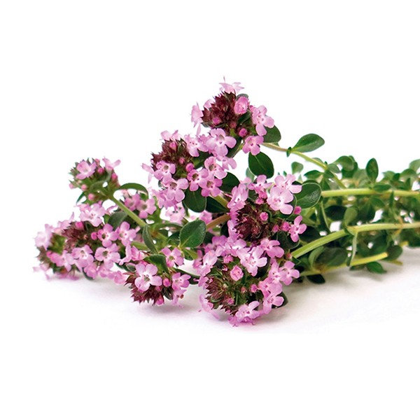 Мајкина душица (Thymus serpyllum)