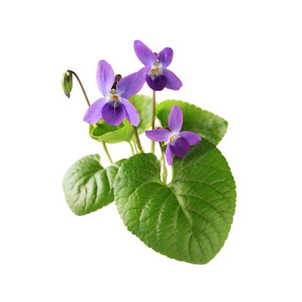 Љубичица (Viola odorata)