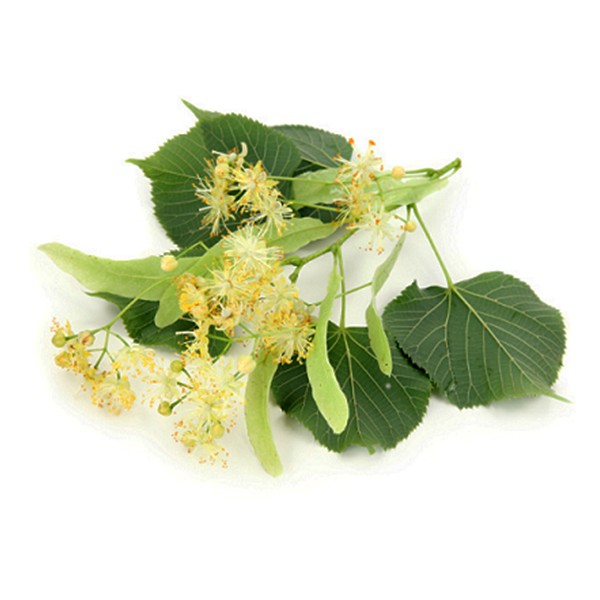 Липа (Tilia cordata)