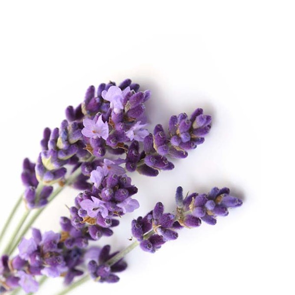 Лаванда (Lavandula officinalis)