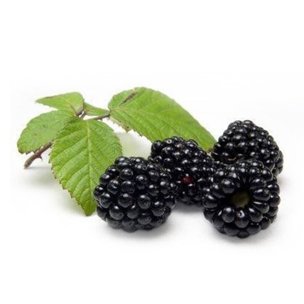 Купина (Rubus fruticosus)