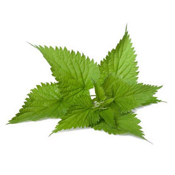 Коприва (Urtica dioica)