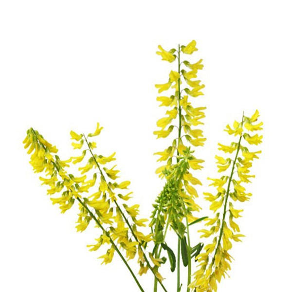 Кокотац (Melilotus officinalis)