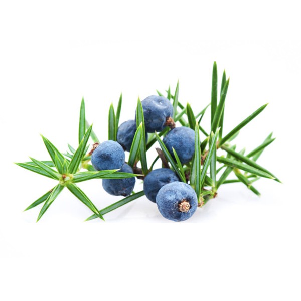 Клека (Juniperus communis)