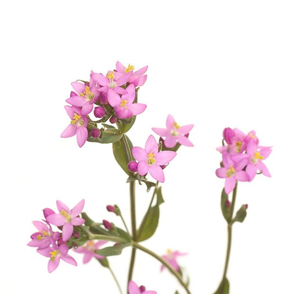 Кичица (Erythraea centaurium)