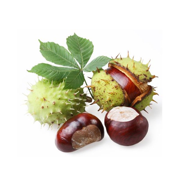 Кестен (Aesculus hippocastanum)