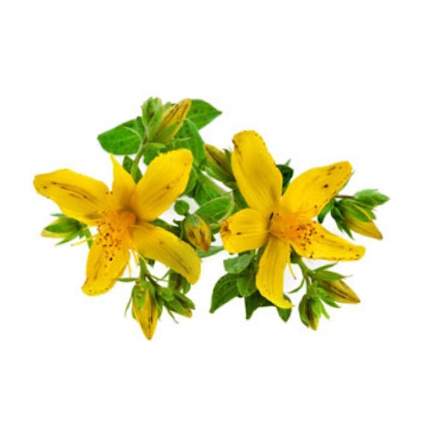 Кантарион (Hypericum perforatum)